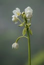 Eulophia nuda (spectacular eulophia, Amarkand) Royalty Free Stock Photo