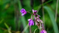 Eulophia nuda (spectacular eulophia, Amarkand) Royalty Free Stock Photo