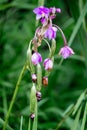 Eulophia nuda (spectacular eulophia, Amarkand) Royalty Free Stock Photo