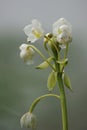 Eulophia nuda (spectacular eulophia, Amarkand) Royalty Free Stock Photo