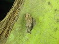 Eumeta is a genus of bagworm moths