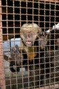 Monkey cub in cage