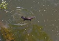 Platypus at Eungella Queensland