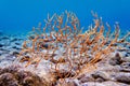 Yellow Mediterranean gorgonian coral - Eunicella cavolini Royalty Free Stock Photo