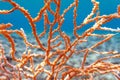 Yellow Mediterranean gorgonian coral - Eunicella cavolini Royalty Free Stock Photo