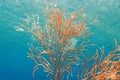 Yellow Mediterranean gorgonian coral - Eunicella cavolini Royalty Free Stock Photo