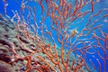 Yellow Mediterranean gorgonian coral - Eunicella cavolini Royalty Free Stock Photo