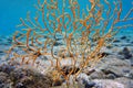 Yellow Mediterranean gorgonian coral - Eunicella cavolini Royalty Free Stock Photo