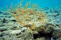 Yellow Mediterranean gorgonian coral - Eunicella cavolini Royalty Free Stock Photo