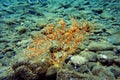 Yellow Mediterranean gorgonian coral - Eunicella cavolini Royalty Free Stock Photo