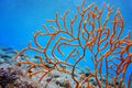 Yellow Mediterranean gorgonian coral - Eunicella cavolini Royalty Free Stock Photo