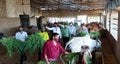 Eunuch Feeds Cows Amid COVID Lockdown In Rajasthan Royalty Free Stock Photo