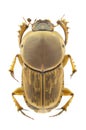 Euoniticellus fulvus