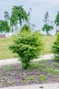 Euonymus alatus compacta.