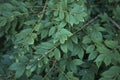 Euonymus alatus shrub