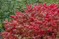 Euonymus alatus Royalty Free Stock Photo