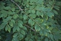 Euonymus alatus shrub