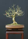 Euonymus bonsai