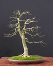 Euonymus bonsai in winter
