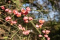 Euonymus with bright flowers and fetus, on a sunny autumn day.