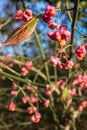 Euonymus with bright flowers and fetus, on a sunny autumn day.