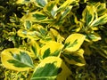 Euonymus, close-up of a branch with green-yellow leaves, popular ornamental garden plant with yellow and green colored