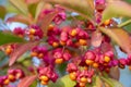 Euonymus europaeus european common spindle capsular ripening autumn fruits, red to purple or pink colors with orange seeds Royalty Free Stock Photo