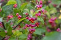 Euonymus europaeus european common spindle capsular ripening autumn fruits, red to purple or pink colors with orange seeds Royalty Free Stock Photo