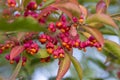 Euonymus europaeus european common spindle capsular ripening autumn fruits, red to purple or pink colors with orange seeds Royalty Free Stock Photo