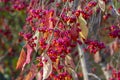 Euonymus europaeus european common spindle capsular ripening autumn fruits, red to purple or pink colors with orange seeds Royalty Free Stock Photo