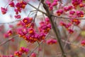 Euonymus europaeus with red toxic fruits in autumn Royalty Free Stock Photo