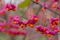 Euonymus europaeus with red toxic fruits in autumn Royalty Free Stock Photo