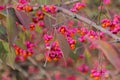 Euonymus europaeus with red toxic fruits in autumn Royalty Free Stock Photo