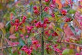 Euonymus europaeus with red toxic fruits in autumn Royalty Free Stock Photo