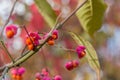 Euonymus europaeus with red toxic fruits in autumn Royalty Free Stock Photo