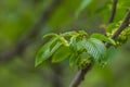 Euonymus europaeus, spindle, European spindle, or common spindle, fusoria, fusanum, ananbeam, shemshad rasmi hermaphrodite flowers