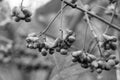 Euonymus europaeus with toxic fruits in autumn, black and white photo Royalty Free Stock Photo