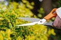 Euonymus Fortune cut .Hands trim euonymus branches with garden shears. euonymus variegata with yellow variegated foliage