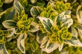 Euonymus fortune or Fortune's spindle green yellow bush in the garden design Royalty Free Stock Photo