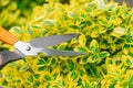 Euonymus Fortune Topiary haircuts .Hands trim euonymus branches with garden shears. euonymus variegata with yellow