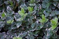 Euonymus fortunei Emerald Gaiety variegated green and white Royalty Free Stock Photo