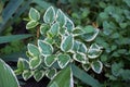Euonymus fortunei Emerald Gaiety variegated green and white Royalty Free Stock Photo