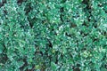 Euonymus fortunei Emerald Gaiety variegated green and white foliage shrub leaves natural background Royalty Free Stock Photo