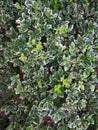 Euonymus fortunei Emerald Gold