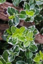 Euonymus fortunei (fortune's spindle)