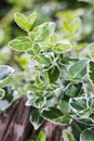 Euonymus fortunei (fortune's spindle)