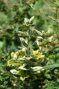 Euonymus fortunei fortune s spindle