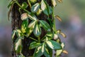 Euonymus fortunei Interbolwi or fortune`s spindle, winter creeper with wet green-white leaves creeps up of tree on blurred green