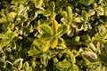 Euonymus fortunei plant