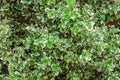 Euonymus fortunei Silver Queen, background of plant leaves